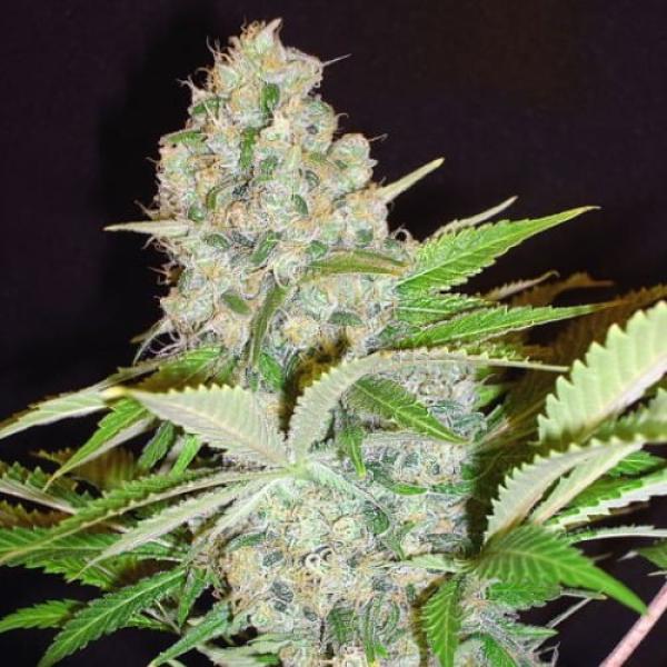 Bubble Kush